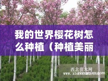 我的世界櫻花樹怎么種植（種植美麗的櫻花樹，從視頻學(xué)起！）