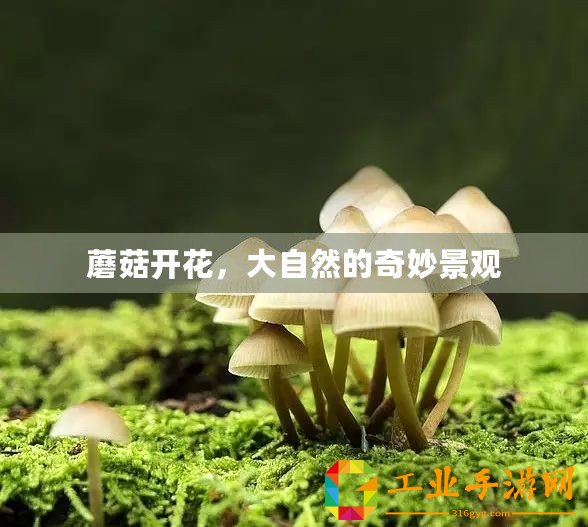 蘑菇開花，大自然的奇妙景觀