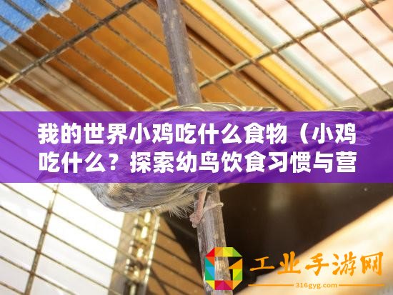 我的世界小雞吃什么食物（小雞吃什么？探索幼鳥飲食習慣與營養需求的奧秘！）