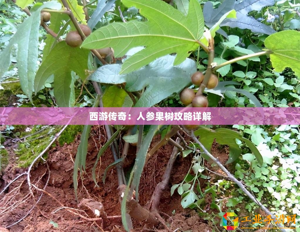 ??揭秘保衛(wèi)蘿卜4法老歸來第19關(guān)，智慧與策略的終極挑戰(zhàn)??