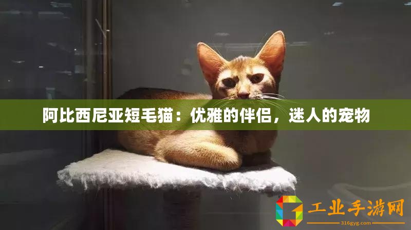 阿比西尼亞短毛貓：優雅的伴侶，迷人的寵物