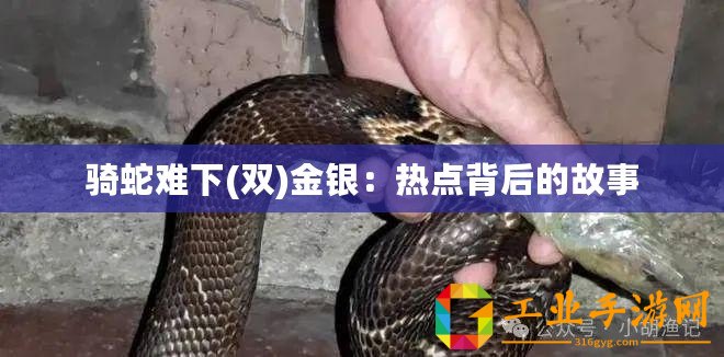 騎蛇難下(雙)金銀：熱點(diǎn)背后的故事