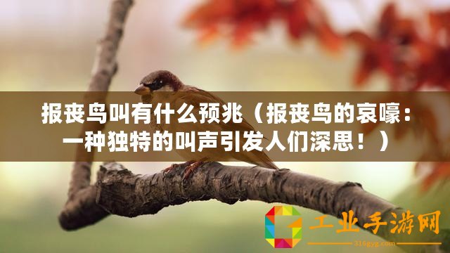 報喪鳥叫有什么預(yù)兆（報喪鳥的哀嚎：一種獨特的叫聲引發(fā)人們深思?。? title=
