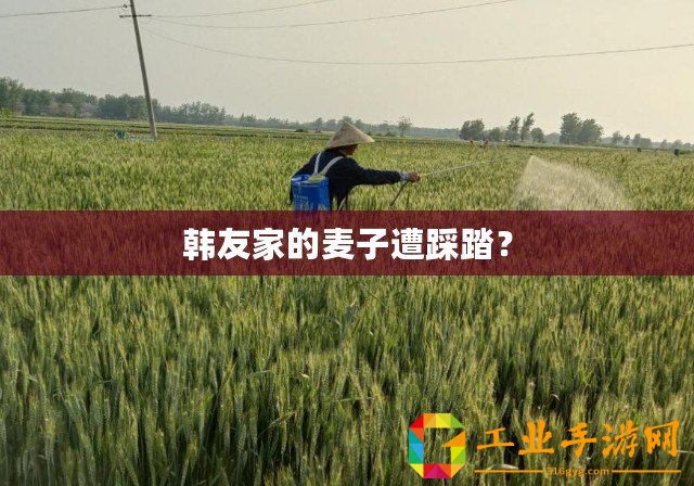 韓友家的麥子遭踩踏？