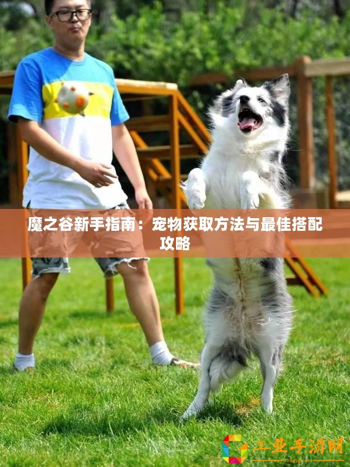 魔之谷新手指南：寵物獲取方法與最佳搭配攻略
