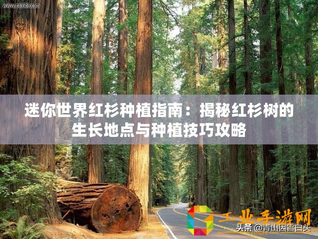 迷你世界紅杉種植指南：揭秘紅杉樹(shù)的生長(zhǎng)地點(diǎn)與種植技巧攻略