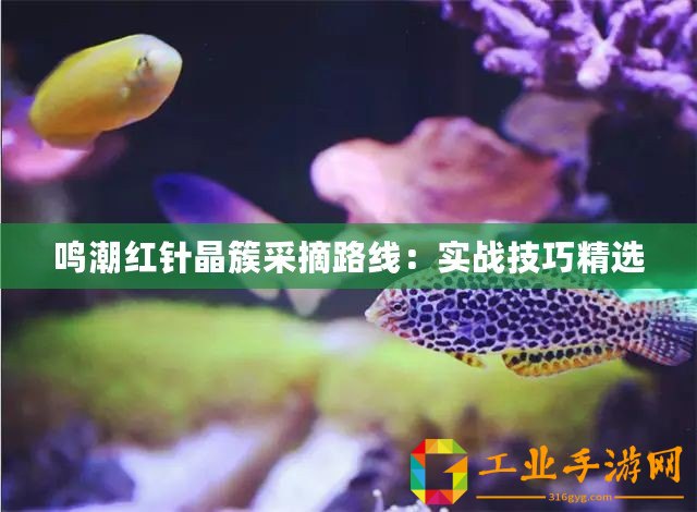 鳴潮紅針晶簇采摘路線：實戰(zhàn)技巧精選