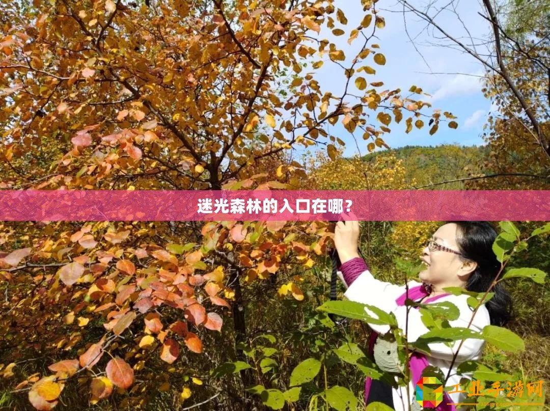 迷光森林的入口在哪？