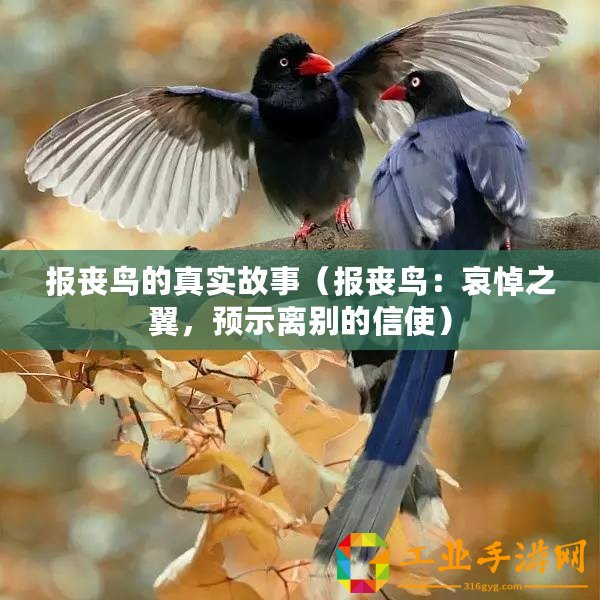 報喪鳥的真實故事（報喪鳥：哀悼之翼，預示離別的信使）