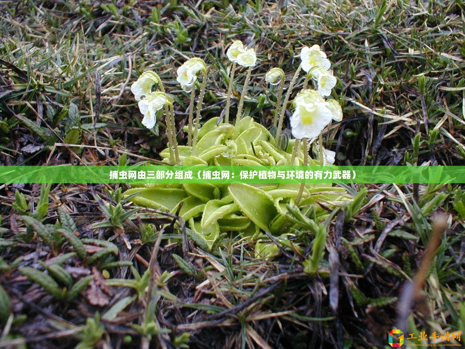捕蟲網(wǎng)由三部分組成（捕蟲網(wǎng)：保護(hù)植物與環(huán)境的有力武器）